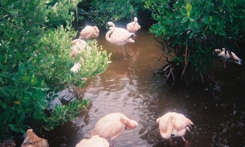 flamingos - 30Kb