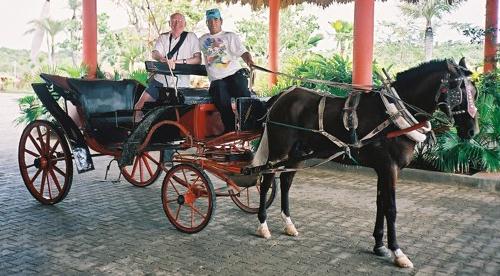 horse & carriage.jpeg - 40Kb