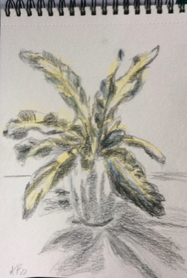 Kathleen's plant sketch