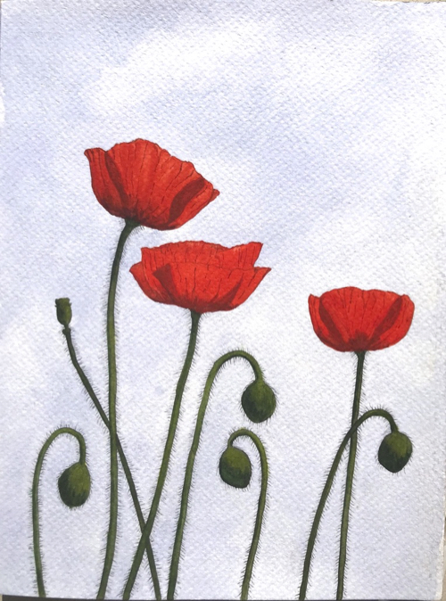 Tracy's poppies