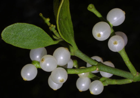 mistletoe