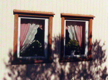 lace curtains in window