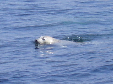 seal in Rushy Bay