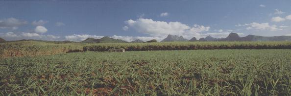 Sugar cane plantation - 23Kb